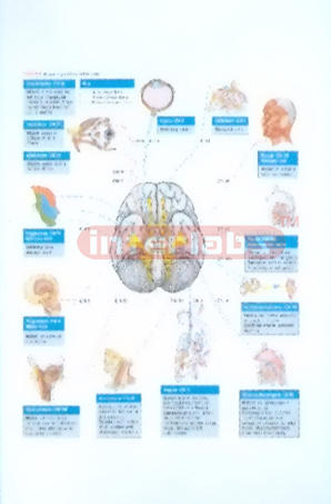 HANGING HUMAN MODEL SHOWING 12 BRANCHES OF BRAIN NERVES AND CONTROLEO AREAS